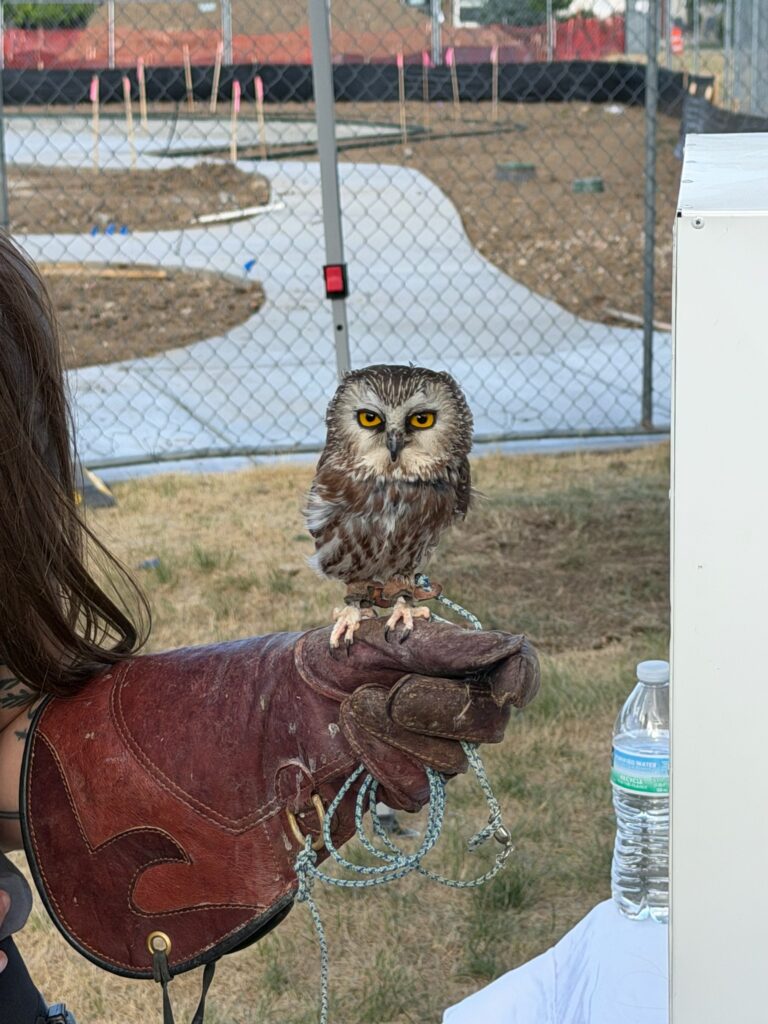 Owl