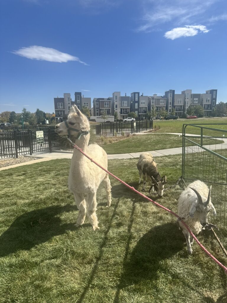 Petting Zoo