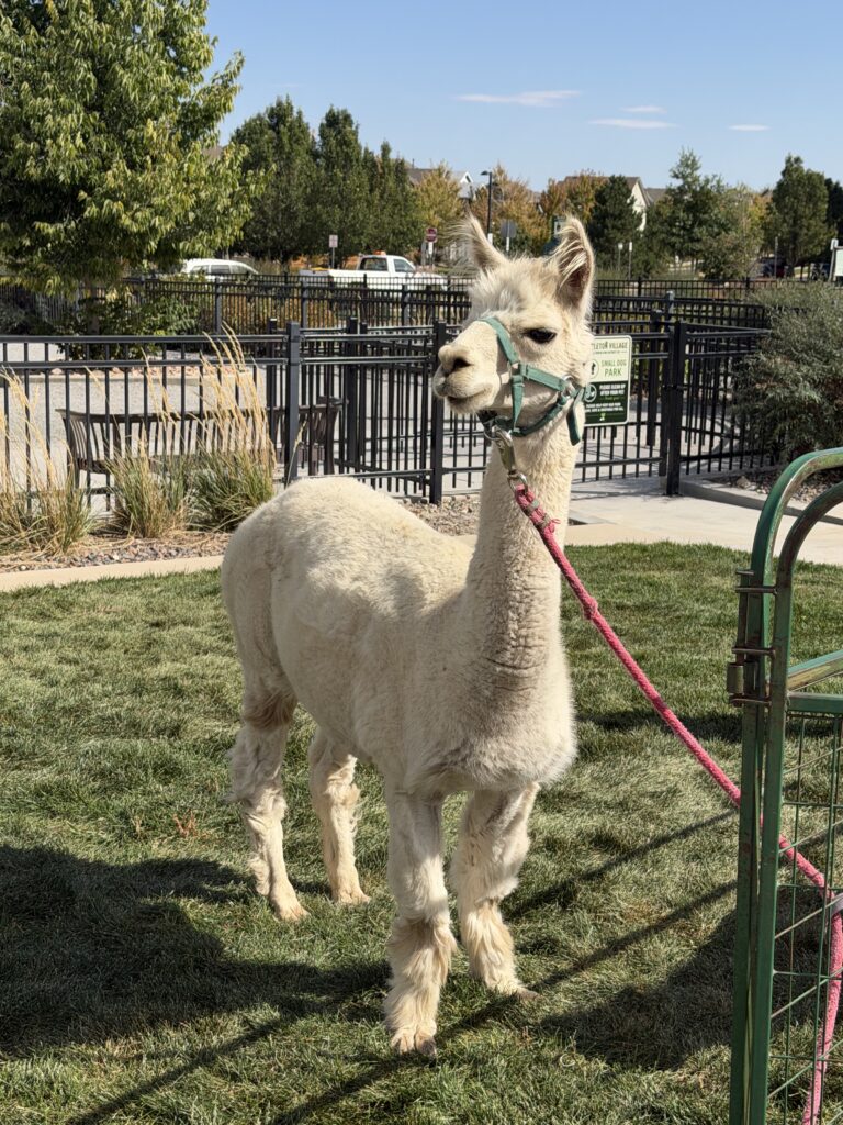 Alpaca my bags